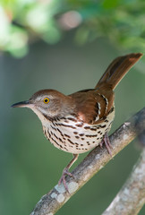 Brown Thrasher Perched in Crepe Myrtle Tree in South Central Louisiana in Late Spring