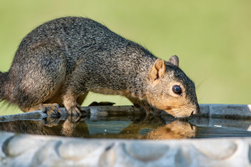 Fox Squirrel Drinking from Bird Bath in Garden Setting in South Central Louisiana 