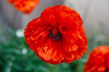 Red poppy flowers