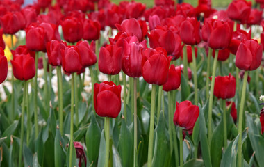 Obraz premium Red-burgundy tulips in the flowerbed