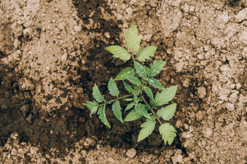 The farmer holds up the green tomatoes growing on the Bush. Tomato seedlings