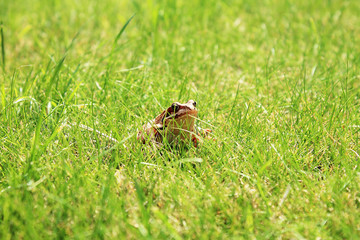 frog on a green grass - obrazy, fototapety, plakaty