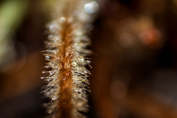 close up of a flower