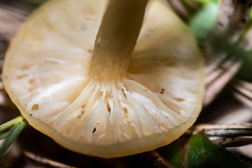 mushroom in the grass