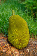 Fresh ripe jack fruit isolated on natural background