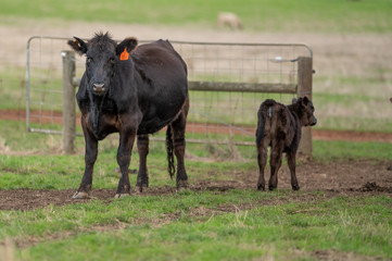 cattle grazing on grass