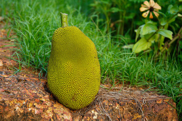 Fresh ripe jack fruit isolated on natural background