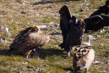 The cinereous vulture (Aegypius monachus) and griffon vulture (Gyps fulvus) fight for food.