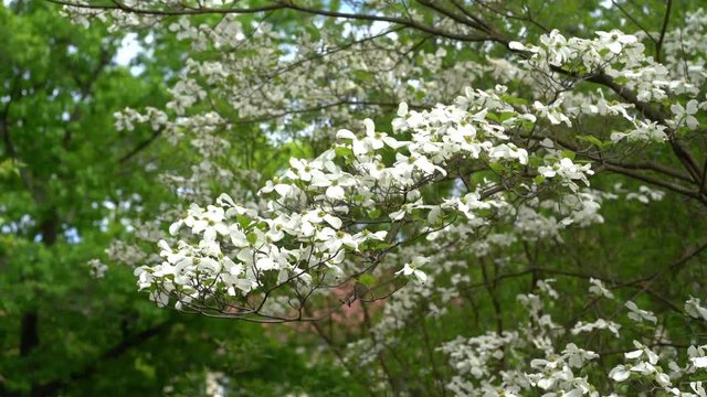 Beautiful white flowers on a flowering cornus florida (american dogwood)