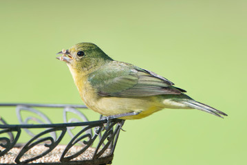 Female Painted Bunting Perched on Side of Small Millet Seed Feeder