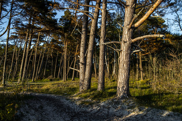 Seaside pine forest in spring time.