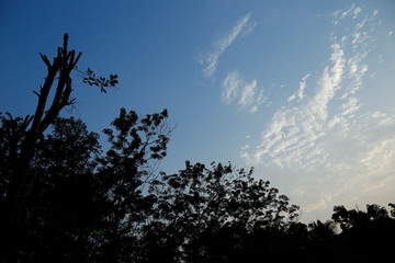 Beautiful sunset with sun, trees and colorful clouds