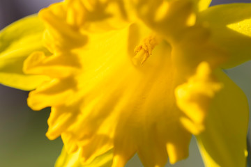 Blooming yellow flower in the spring