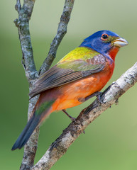 Male Painted Bunting Perched in Forked Branch on Tree