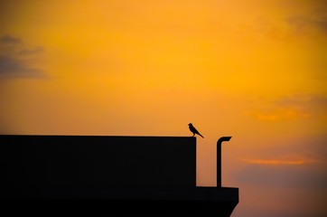 Sunset With Lonely Crow On The Top of the building And colorful yellow sky detail.