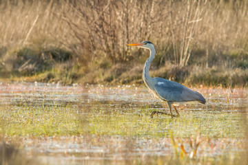 Grey heron (Ardea cinerea), walking on marsh, Galicia, Spain.