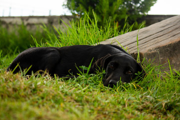 black labrador retriever puppy in the grass