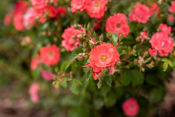 Coral drift rose, close up blooming in the garden	
