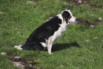 perro esperando a salir a pasear ocn su dueño
