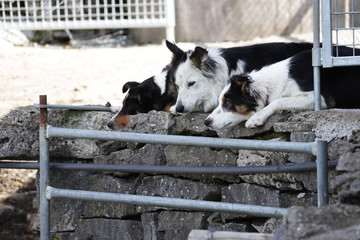 Perros pastor esperando el rebaño