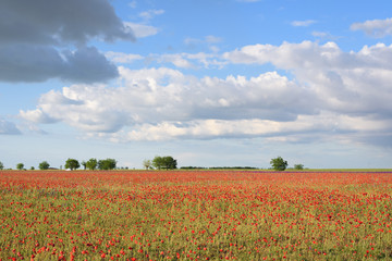 Fototapeta na wymiar Very beautiful landscape of poppy field with cloudy blue sky.