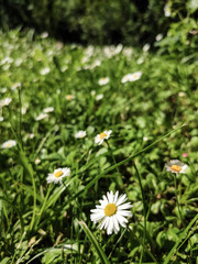 Margarita en el campo