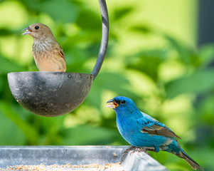 Male and Female Indigo Buntings Eating at Backyard Feeders During Spring Migration in Louisiana