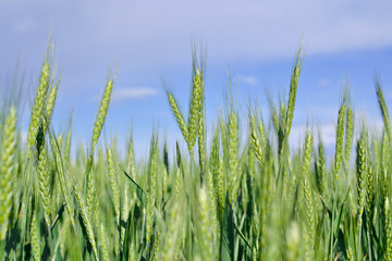 Green grassy background. Blank for banner. Green field of wheat and bright blue sky.