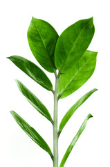 Fototapeta premium Green leaves of Zanzibar gem on white background 