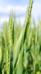 Green grassy background. Fresh green spikelets of wheat on the field.