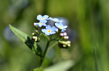 Hellblaue Vergissmeinnichtblüten