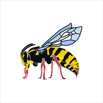 Wasp in the style of realism. Realistic vector image of a wasp. Graphic vector element.