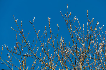 Weide, Weidekätzchen wachsen gegen den Himmel 