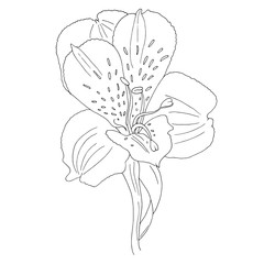 Vector illustration of black line hand drawn alstroemeria flower isolated on white background