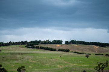 cattle grazing on grass
