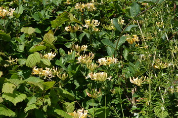 Hedgerow with Wild Honeysuckle in  flower, also known as Lonicera periclymenum