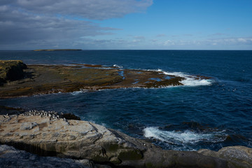 Southern Rockhopper Penguins (Eudyptes chrysocome) return to their colony on the cliffs of Bleaker Island in the Falkland Islands