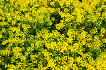 Field of beautiful spring Golden, yellow rapeseed flower, close-up.