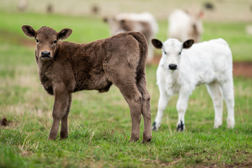 cattle grazing on grass