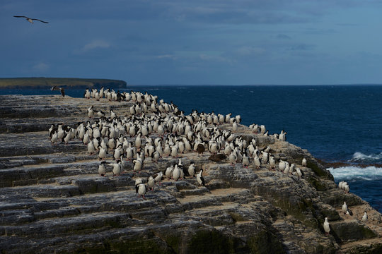 Large group of King Cormorant (Phalacrocorax atriceps albiventer) on the coast of Bleaker Island on the Falkland Islands