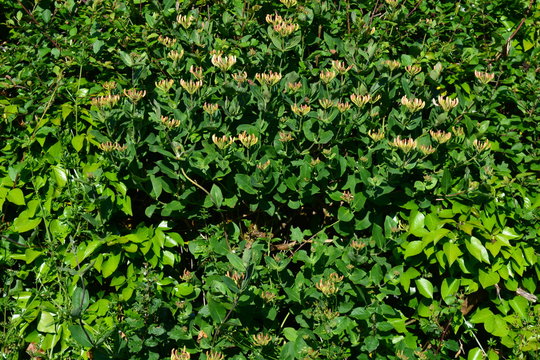 Hedgerow with  wild honeysuckle, also known as Lonicera periclymenum, close up