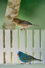 Indigo Bunting Pair on Swing Feeder