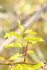 Beautiful autumn yellow leaves of acacia. Branch of acacia with leaves and thorns on nature background.