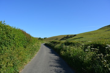 Early morning light and empty country lane in summer, Dorset, England