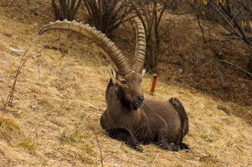mountain goat on a meadow