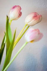 red tulips in a vase