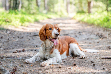 Cute welsh springer spaniel dog breed at home. Helthy adorable pretty dog.