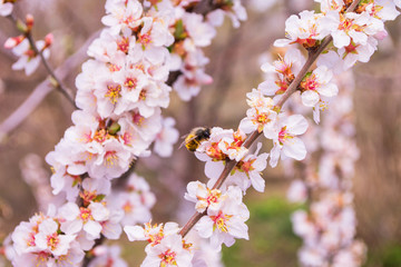 Blooming spring garden. Cherry blossom branch (Prunus tomentosa) close-up. Cherry flowers and Bee (Anthophila). Soft bokeh. Selective focus.