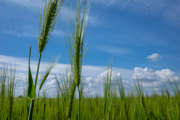  green cornfield in spring and the sky is blue