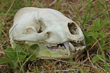 Schädel eines Dachses (Meles meles) © Schmutzler-Schaub